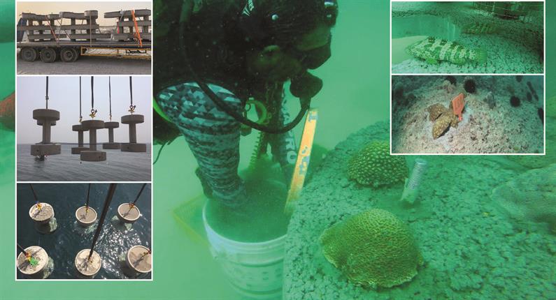 QATARGAS COMPLETES LANDMARK ENVIRONMENTAL PROJECT TO PROTECT QATAR’S RICH MARINE BIODIVERSITY